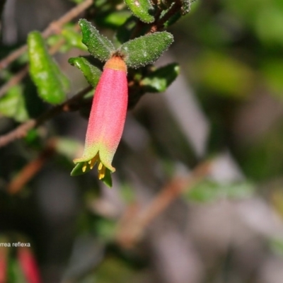 Correa reflexa var. speciosa at South Pacific Heathland Reserve - 4 Jul 2016 by CharlesDove