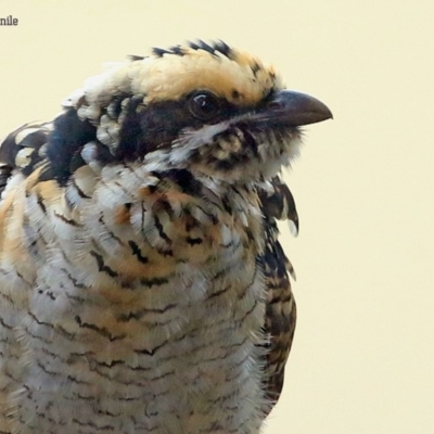 Eudynamys orientalis (Pacific Koel) at Lake Conjola, NSW - 27 Jan 2015 by Charles Dove