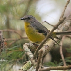 Eopsaltria australis (Eastern Yellow Robin) at Lake Conjola, NSW - 29 Jan 2016 by CharlesDove