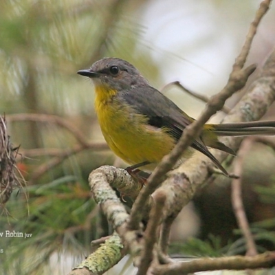 Eopsaltria australis (Eastern Yellow Robin) at Lake Conjola, NSW - 29 Jan 2016 by CharlesDove