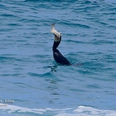 Phalacrocorax carbo (Great Cormorant) at South Pacific Heathland Reserve - 25 Jan 2016 by Charles Dove