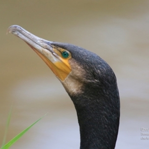 Phalacrocorax carbo at Bomaderry, NSW - 22 Jan 2016 12:00 AM