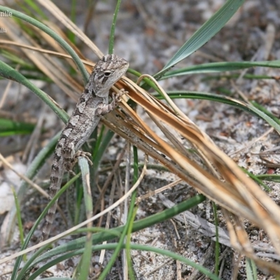 Amphibolurus muricatus (Jacky Lizard) at South Pacific Heathland Reserve WP04 - 25 Jan 2016 by CharlesDove