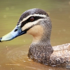 Anas superciliosa (Pacific Black Duck) at Bomaderry, NSW - 22 Jan 2016 by CharlesDove