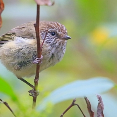 Acanthiza lineata (Striated Thornbill) at Meroo National Park - 25 Jan 2016 by CharlesDove