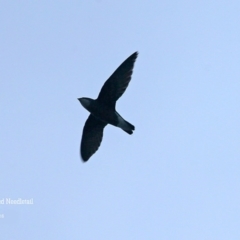 Hirundapus caudacutus (White-throated Needletail) at Lake Conjola, NSW - 28 Jan 2016 by Charles Dove