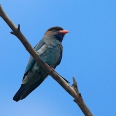 Eurystomus orientalis (Dollarbird) at Lake Conjola, NSW - 22 Jan 2016 by CharlesDove