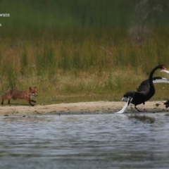 Cygnus atratus (Black Swan) at Culburra Beach, NSW - 20 Jan 2016 by CharlesDove