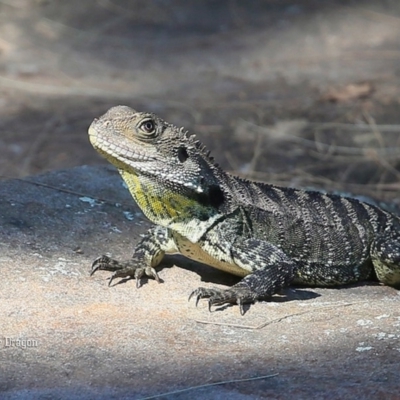 Intellagama lesueurii howittii (Gippsland Water Dragon) at Bomaderry Creek Regional Park - 20 Jan 2016 by CharlesDove