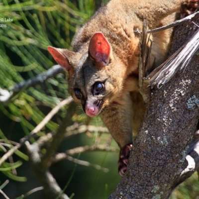Phalangeridae (family) (Brushtail Possums) at Burrill Lake, NSW - 18 Jan 2016 by CharlesDove