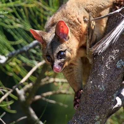 Phalangeridae (family) (Brushtail Possums) at Burrill Lake, NSW - 17 Jan 2016 by Charles Dove