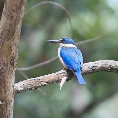 Todiramphus sanctus (Sacred Kingfisher) at Lake Conjola, NSW - 20 Jan 2016 by CharlesDove