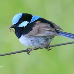 Malurus cyaneus (Superb Fairywren) at Fishermans Paradise, NSW - 20 Jan 2016 by Charles Dove