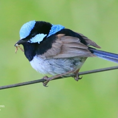 Malurus cyaneus (Superb Fairywren) at Fishermans Paradise, NSW - 20 Jan 2016 by Charles Dove