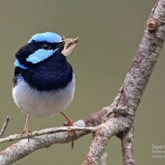 Malurus cyaneus (Superb Fairywren) at Lake Conjola, NSW - 20 Jan 2016 by CharlesDove