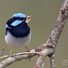 Malurus cyaneus (Superb Fairywren) at Lake Conjola, NSW - 19 Jan 2016 by Charles Dove