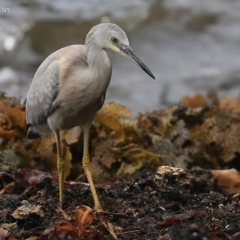 Egretta novaehollandiae (White-faced Heron) at Ulladulla, NSW - 19 Jan 2016 by CharlesDove