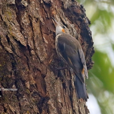 Cormobates leucophaea (White-throated Treecreeper) at Lake Conjola, NSW - 20 Jan 2016 by CharlesDove