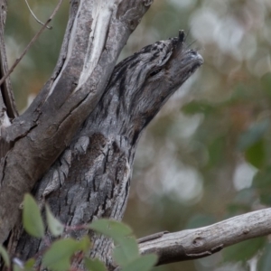 Podargus strigoides at Murrumbateman, NSW - 18 Jun 2018