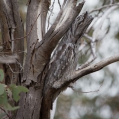 Podargus strigoides at Murrumbateman, NSW - 18 Jun 2018