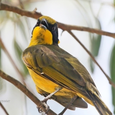 Lichenostomus melanops (Yellow-tufted Honeyeater) at Bomaderry, NSW - 20 Jan 2016 by Charles Dove