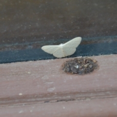 Scopula (genus) (A wave moth (Sterrhinae)) at Wamboin, NSW - 28 Feb 2018 by natureguy