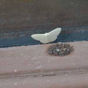 Scopula (genus) at Wamboin, NSW - 28 Feb 2018