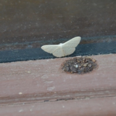 Scopula (genus) (A wave moth (Sterrhinae)) at Wamboin, NSW - 28 Feb 2018 by natureguy