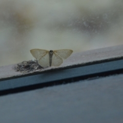 Scopula (genus) at Wamboin, NSW - 28 Feb 2018