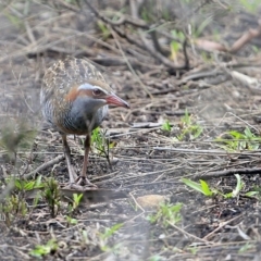 Gallirallus philippensis (Buff-banded Rail) at Lake Conjola, NSW - 5 Jan 2016 by Charles Dove