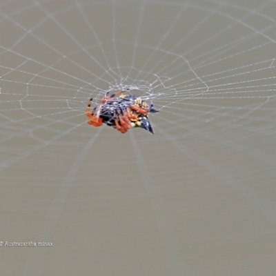 Austracantha minax (Christmas Spider, Jewel Spider) at Lake Conjola, NSW - 15 Jan 2016 by CharlesDove