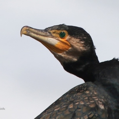 Phalacrocorax carbo (Great Cormorant) at South Pacific Heathland Reserve - 12 Jan 2016 by CharlesDove