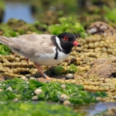 Charadrius rubricollis (Hooded Plover) at South Pacific Heathland Reserve - 11 Jan 2016 by Charles Dove