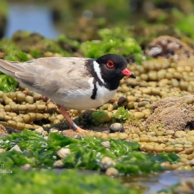 Charadrius rubricollis (Hooded Plover) at South Pacific Heathland Reserve - 11 Jan 2016 by Charles Dove