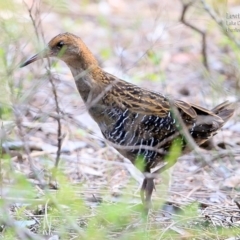 Lewinia pectoralis (Lewin's Rail) at Lake Conjola, NSW - 13 Jan 2016 by Charles Dove