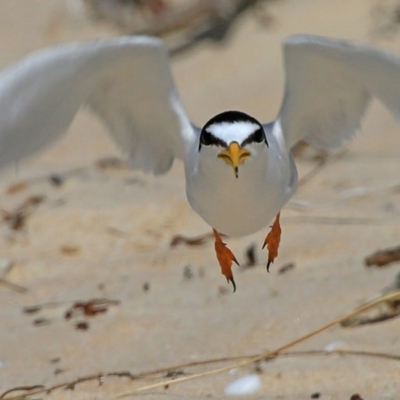 Sternula albifrons (Little Tern) at Cunjurong Point, NSW - 15 Jan 2016 by CharlesDove