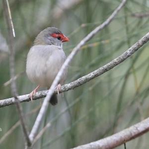Neochmia temporalis at Narrawallee Creek Nature Reserve - 15 Jan 2016 12:00 AM