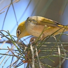 Zosterops lateralis (Silvereye) at Bomaderry, NSW - 8 Jan 2016 by CharlesDove