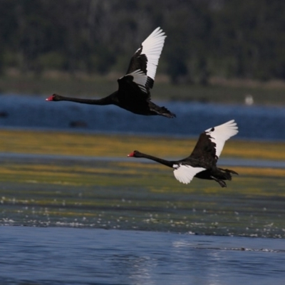 Cygnus atratus (Black Swan) at Jervis Bay National Park - 5 Jan 2016 by Charles Dove