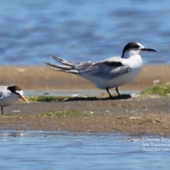 Sterna hirundo (Common Tern) at Jervis Bay National Park - 8 Jan 2016 by CharlesDove