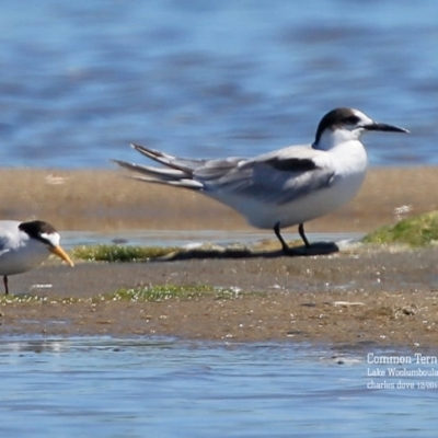 Sterna hirundo (Common Tern) at Jervis Bay National Park - 8 Jan 2016 by CharlesDove