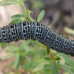 Phalaenoides glycinae (Grapevine Moth) at Aranda, ACT - 5 Mar 2012 by JanetRussell