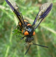 Pterygophorus cinctus (Bottlebrush sawfly) at Aranda, ACT - 4 Jan 2011 by JanetRussell