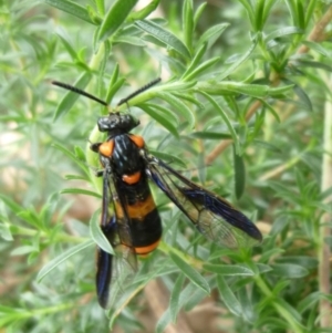 Pterygophorus cinctus at Aranda, ACT - 4 Jan 2011