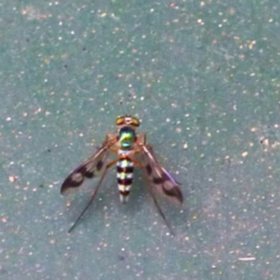 Heteropsilopus sp. (genus) (A long legged fly) at Aranda, ACT - 24 Jan 2013 by JanetRussell