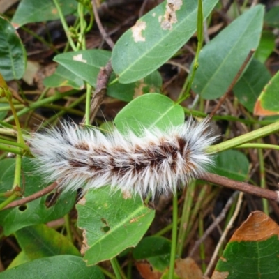 Anthela varia (Hairy Mary) at Aranda, ACT - 28 Mar 2012 by JanetRussell