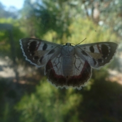 Crypsiphona ocultaria (Red-lined Looper Moth) at Aranda, ACT - 3 Feb 2014 by JanetRussell