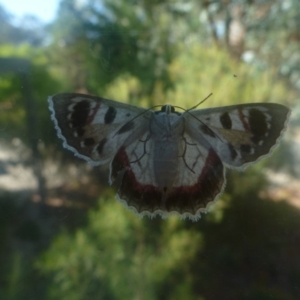 Crypsiphona ocultaria at Aranda, ACT - 3 Feb 2014 08:41 AM