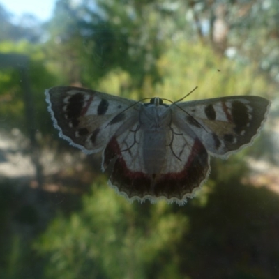 Crypsiphona ocultaria (Red-lined Looper Moth) at Aranda, ACT - 2 Feb 2014 by JanetRussell