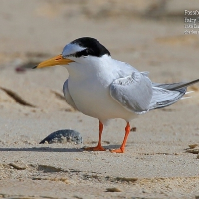 Sternula albifrons (Little Tern) at Cunjurong Point, NSW - 6 Jan 2016 by CharlesDove
